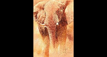 Kunstdruk Renato Casaro - Elefant Study 70x100cm