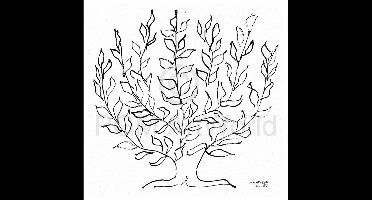 Kunstdruk Henri Matisse - Le platane 100x100cm
