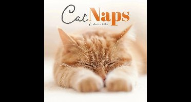 Cat Naps Mini Kalender 2027