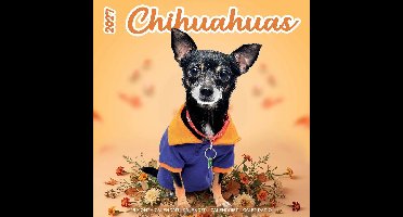 Chihuahua Studio Kalender 2027