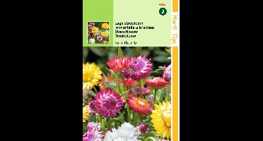 Zaden Helichrysum lage Strobloem Tom Thumb Hortitops - Hortitops
