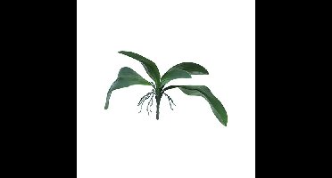 Kunst Orchid leaves & roots lvs green - 35 cm Kunstplant Erutan Avon - Erutan avon