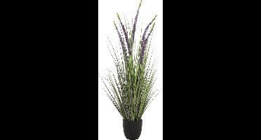 Eremurus gras in pot 110 cm Hortus - Hortus