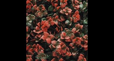 Kunstplanten mat 50x50 cm pachysandra rood Buitengewoon de Boet - Buitengewoon de boet