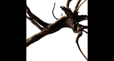Black spiderwood x-large Aquadistri - Aquadistri