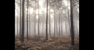 Galerie Atmosphere Fotobehang met bos in de mist G78426