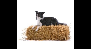 Noordwand Farmlife Behangposter hond op het stro - 3750054