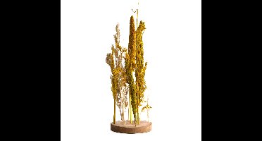 Droogbloemen in standaard Ø15x30cm