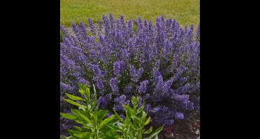 6 x Nepeta faassenii 'Junior Walker' - Kattenkruid - Vaste Plant - Winterharde Tuinplant - Nepeta faassenii 'Junior Walker' in 9x9cm pot met hoogte 5-10cm