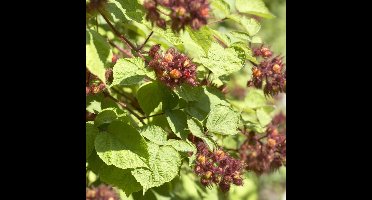 8 x Japanse Wijnbes - Winterharde Klimplant Fruitplant - Rubus 'Phoenicolasius' in C2(liter) pot met hoogte 50-60cm