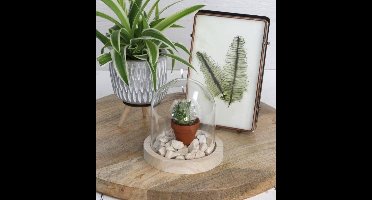 Glazen koepel met houten basisvoet Ø 10 cm en 10 cm hoog (1 st)