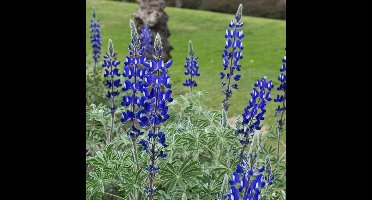 6 x Lupine Gallery Blue Blauw - Tuinplant met Grote Bloem - Lupinus 'Gallery Blue' in 9x9cm pot met hoogte 0-10cm