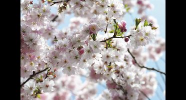 Fotobehang Spring