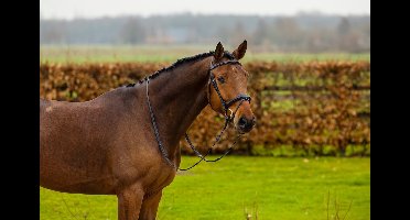 Trust Hoofdstel Amsterdam Bruin/Silver - Cob | Zwart | Hoofdstel paard