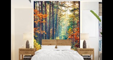 Behang - Fotobehang Bos - Zon - Natuur - Herfst - Breedte 160 cm x hoogte 220 cm