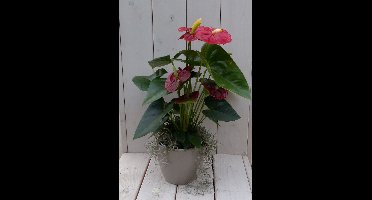 Flamingoplant Anthurium rood in taupe pot 40 cm
