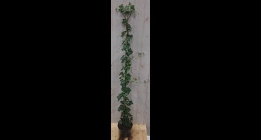 10 stuks! Klimop Hedrea 120 cm