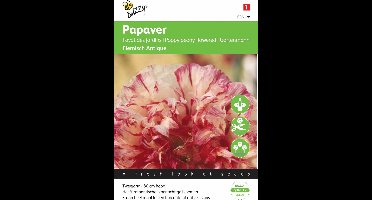 Buzzy® Papaver Flemish Antique