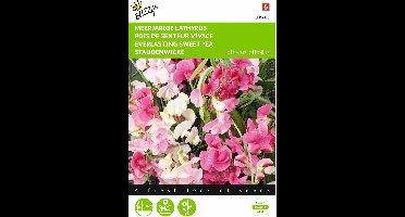 2 stuks Lathyrus, Sier- of Reukerwt meerjarig