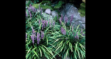 12 x Leliegras Moneymaker Paars XL - Wintergroen Siergras - Liriope muscari Moneymaker in C2(liter) pot met hoogte 10-20cm