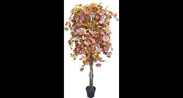 Ginkgo boom 180 cm