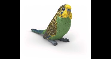Budgie