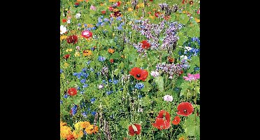 Buzzy Gemengde Wilde Bloemen Zaden Voor Zeker 25m2 - Gemengde Bloemen