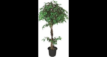 Ficus Benjamin 160 cm