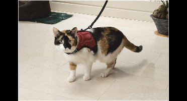 Beeztees Loopharnas Comfort - Kattentuigje