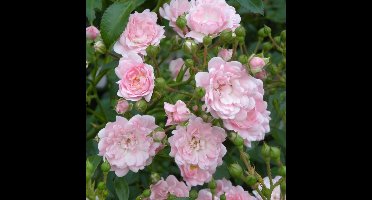 4 x Roze Trosroos - Bodembedekker Winterhard Borderplant - Rosa the Fairy 'Pink' in C1.5(liter) pot met hoogte 10-20cm