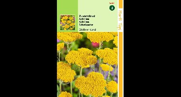 2 stuks Hortitops Achillea Filipendula Cloth Of Gold