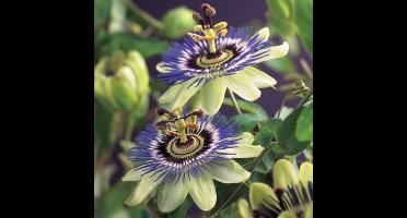 12 x Passiebloem Blauw|Wit - Winterharde Klimplant - Passiflora caerulea in C2(liter) pot met hoogte 50-60cm
