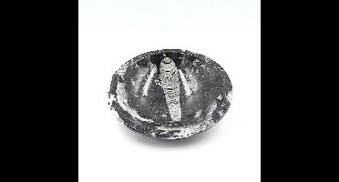 Orthoceras Bowl 12cm