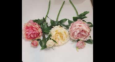 Pioenroos 60cm (1 stuk) assorti