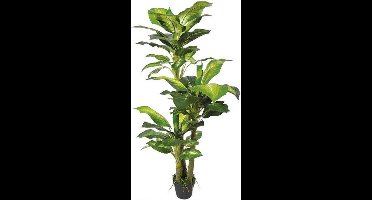 Dieffenbachia 130 cm