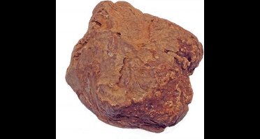 Olijfboom kauwwortel- 500-750 gram- L-hondensnacks-Animal King