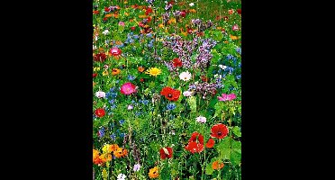 Buzzy Weidebloemen mengsel Voor Zeker 125 M2 - Gemengde Bloemen - Cadeau - Budget Sinterklaas - Kerst Cadeautjes