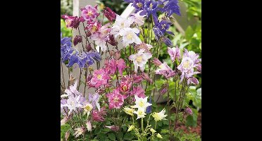 12 x Aquilegia 'Biedermeier' - Akelei in 9x9 pot met hoogte 0-10 cm