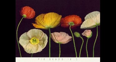 Kunstdruk Pip Bloomfield - Poppy Garden I 91x66cm