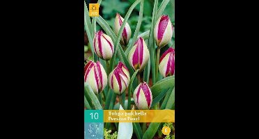 10 TULIPA PULCH. PERSIAN PEARL 6/+