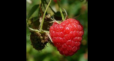 8 x Frambozenstruik Malling Promise Rode Framboos - Winterharde Fruitplant Klimplant - Rubus idaeus 'Malling Promise' in C2(liter) pot met hoogte 50-60cm