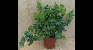 Phlebodium Varen Rullendblad