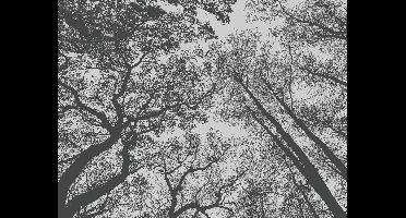 BOMEN FOTOBEHANG | 3,71 x 2,80 meter - A.S. Création Metropolitan Stories "The Wall"