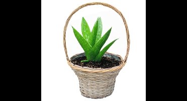 Van der Leeden Mand met hengsel - bruin - D35 x H56 cm - rotan - gevlochten riet - opbergmand - bloempot/plantenpot