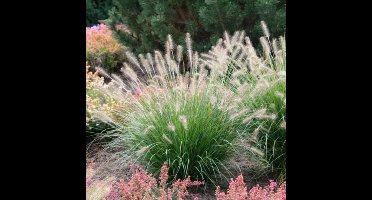 4 x Lampenpoetsersgras Hameln XL - Winterhard Siergras - Pennisetum 'Hameln' in C2(liter) pot met hoogte 10-20cm