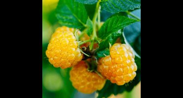 4 x Frambozenstruik Fallgold Gele Framboos - Winterharde Fruitplant Klimplant - Rubus idaeus 'Fallgold' in C2(liter) pot met hoogte 50-60cm