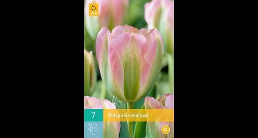 Tulipa Groenland -  Viridiflora tulp - set van 7 stuks