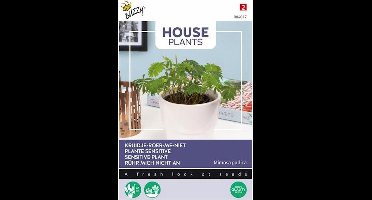 Buzzy® House Plants Mimosa Pudica, Kruidje Roer Me Niet - Fascinerende plant die beweegt bij aanraking