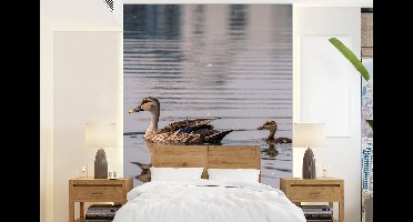 Behang - Fotobehang Eend - Water - Vogel - Bruin - Breedte 160 cm x hoogte 220 cm