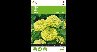 Zinnia Envy (Zinnia elegans)